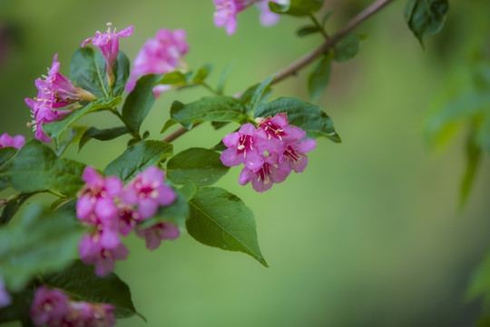 锦带花