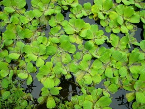 水生植物