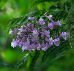 蓝花楹