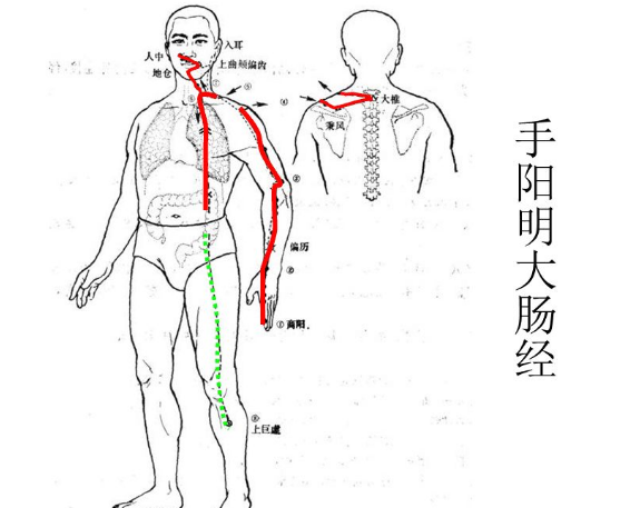 大肠经