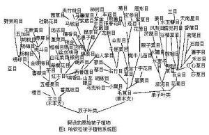 哈钦松被子植物系统图