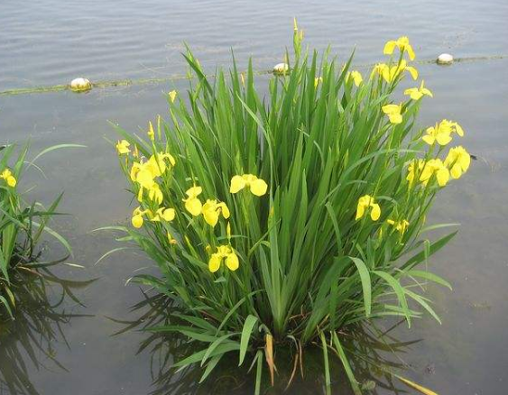 水生植物