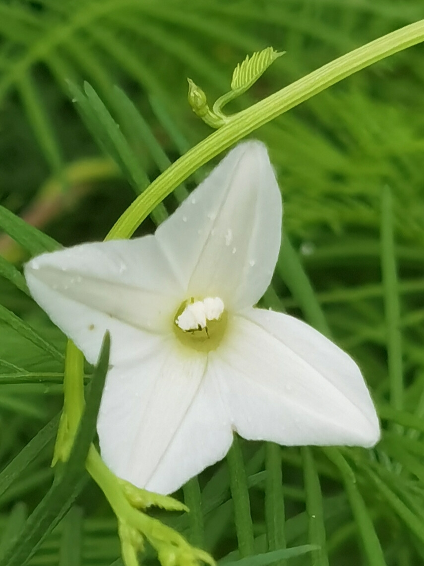 茑萝松